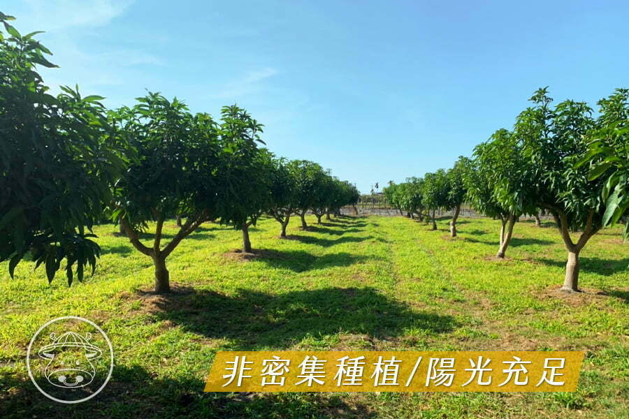 產量稀少《金蜜芒果》土芒果香氣X蜂蜜甜味香氣 2種香氣一次擁有 5 02 1 1