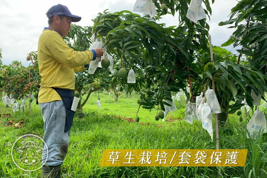 產量稀少《金蜜芒果》土芒果香氣X蜂蜜甜味香氣 2種香氣一次擁有 4 02 2 2