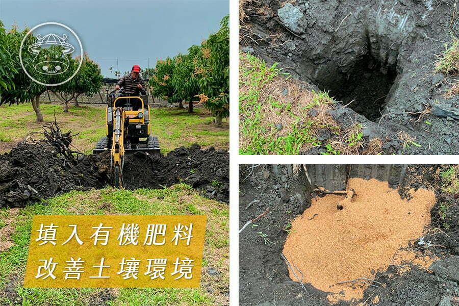 產量稀少《金蜜芒果》土芒果香氣X蜂蜜甜味香氣 2種香氣一次擁有 6 03 1 1