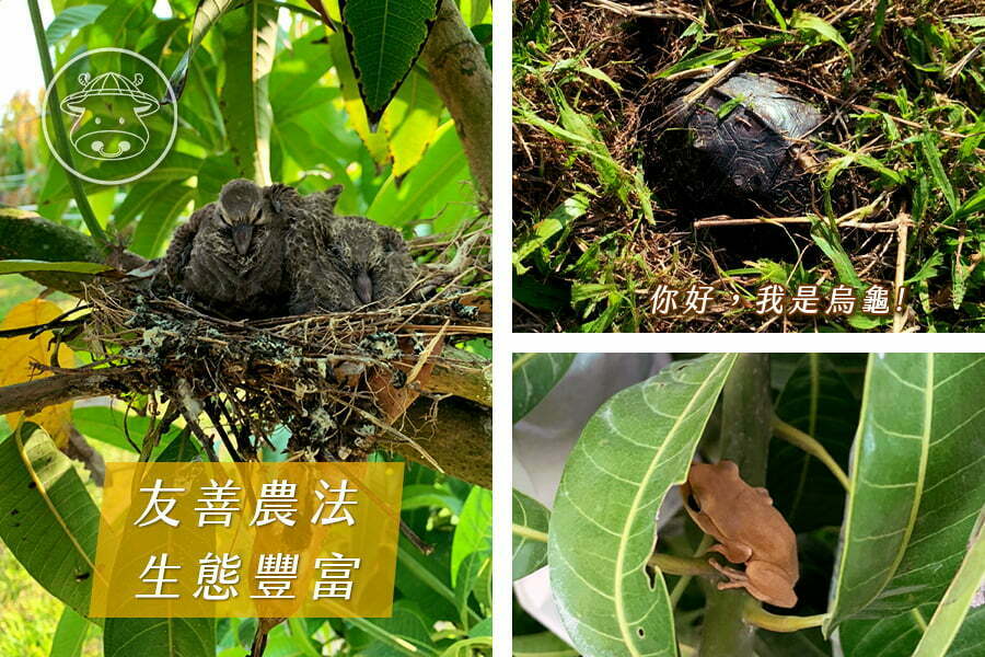 產量稀少《金蜜芒果》土芒果香氣X蜂蜜甜味香氣 2種香氣一次擁有 7 03 2 1