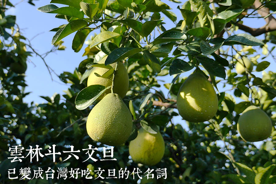 斗六文旦柚子