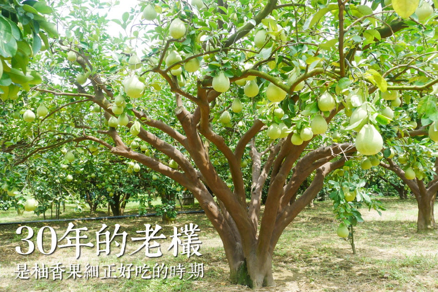 斗六文旦柚子