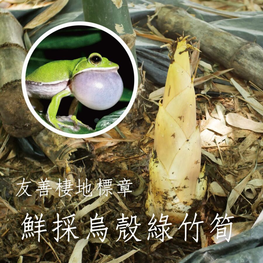 烏殼綠竹筍