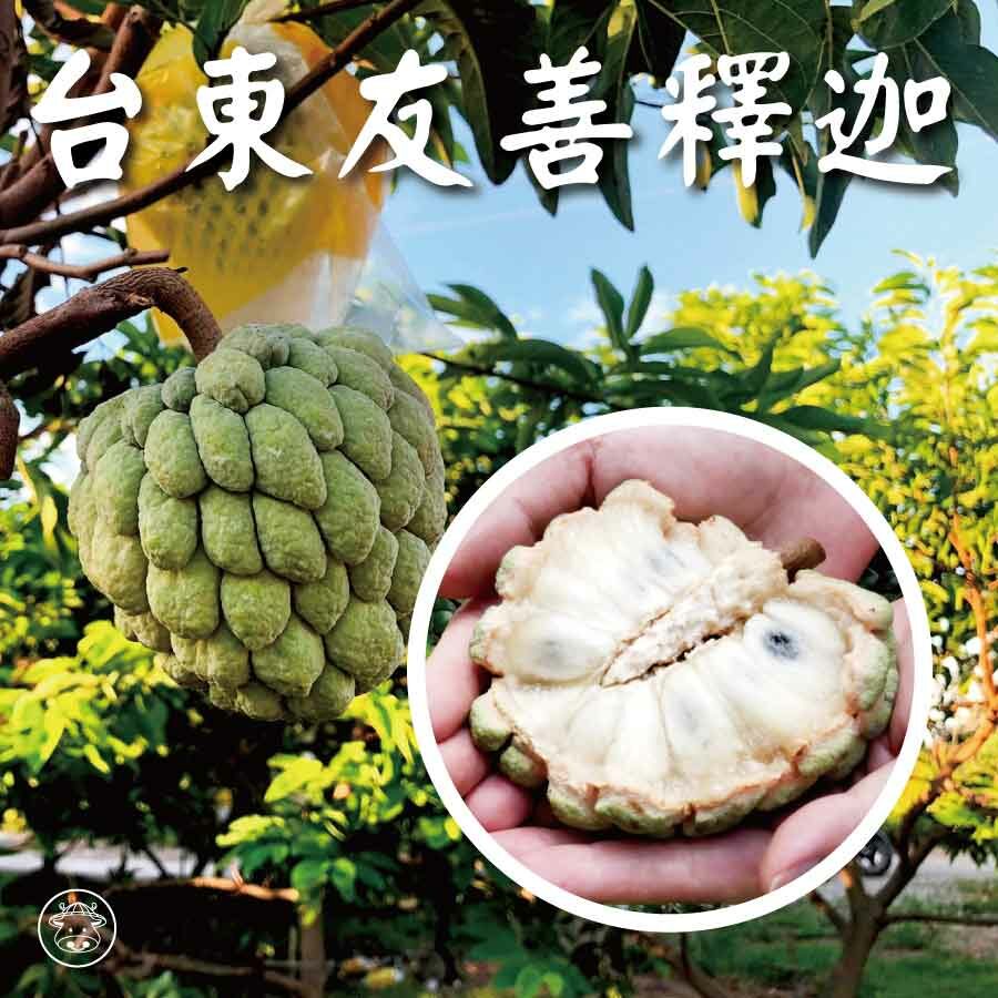 大目釋迦