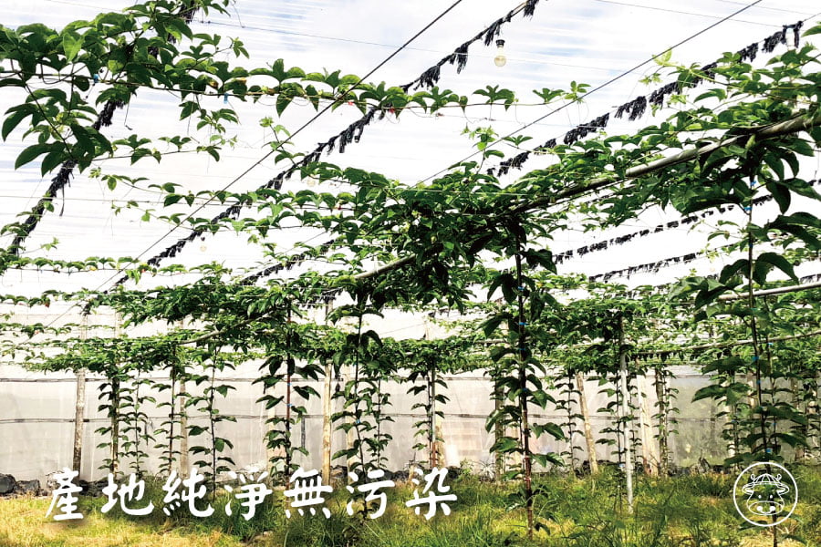 台東友善種植《藍星百香果》獨特熱帶果香,香氣層次更迷人 6 台東黃金百香果銷售006