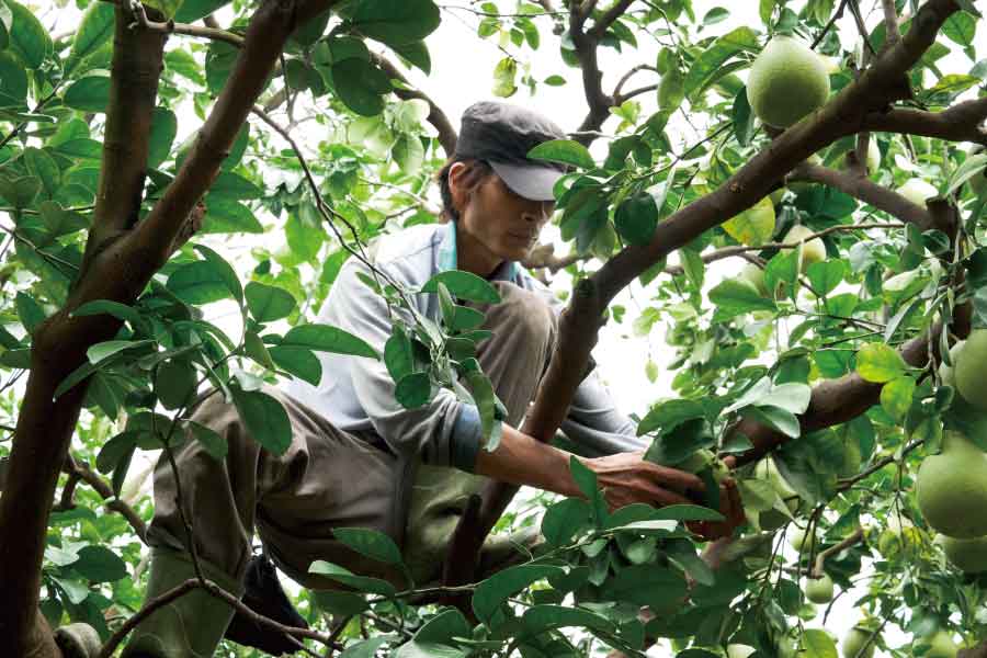 中秋送禮首選:雲林《斗六文旦》30年以上老欉的文旦柚 7 斗六文旦柚子