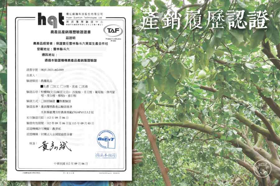 中秋送禮首選:雲林《斗六文旦》30年以上老欉的文旦柚 10 文旦銷售C