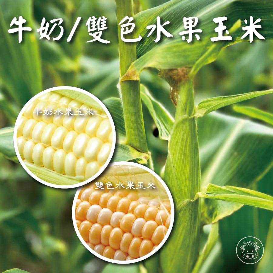 牛奶水果玉米/雙色水果玉米
