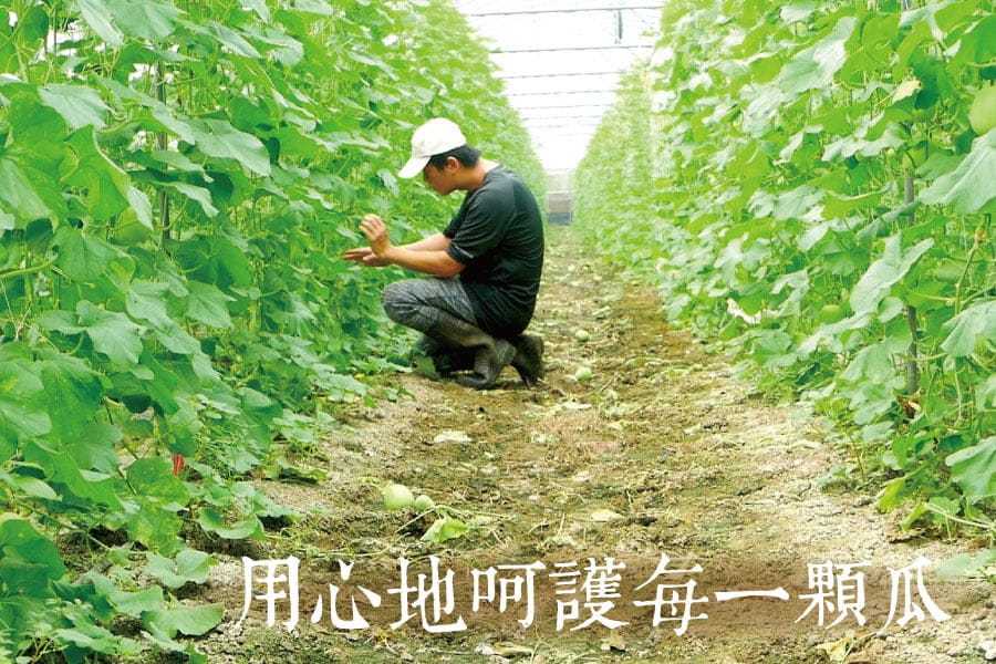 嘉玉美濃瓜/翠妞美濃瓜
