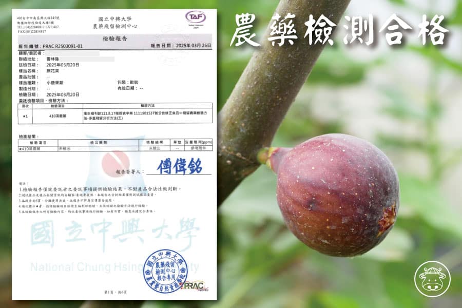 三色無花果銷售013
